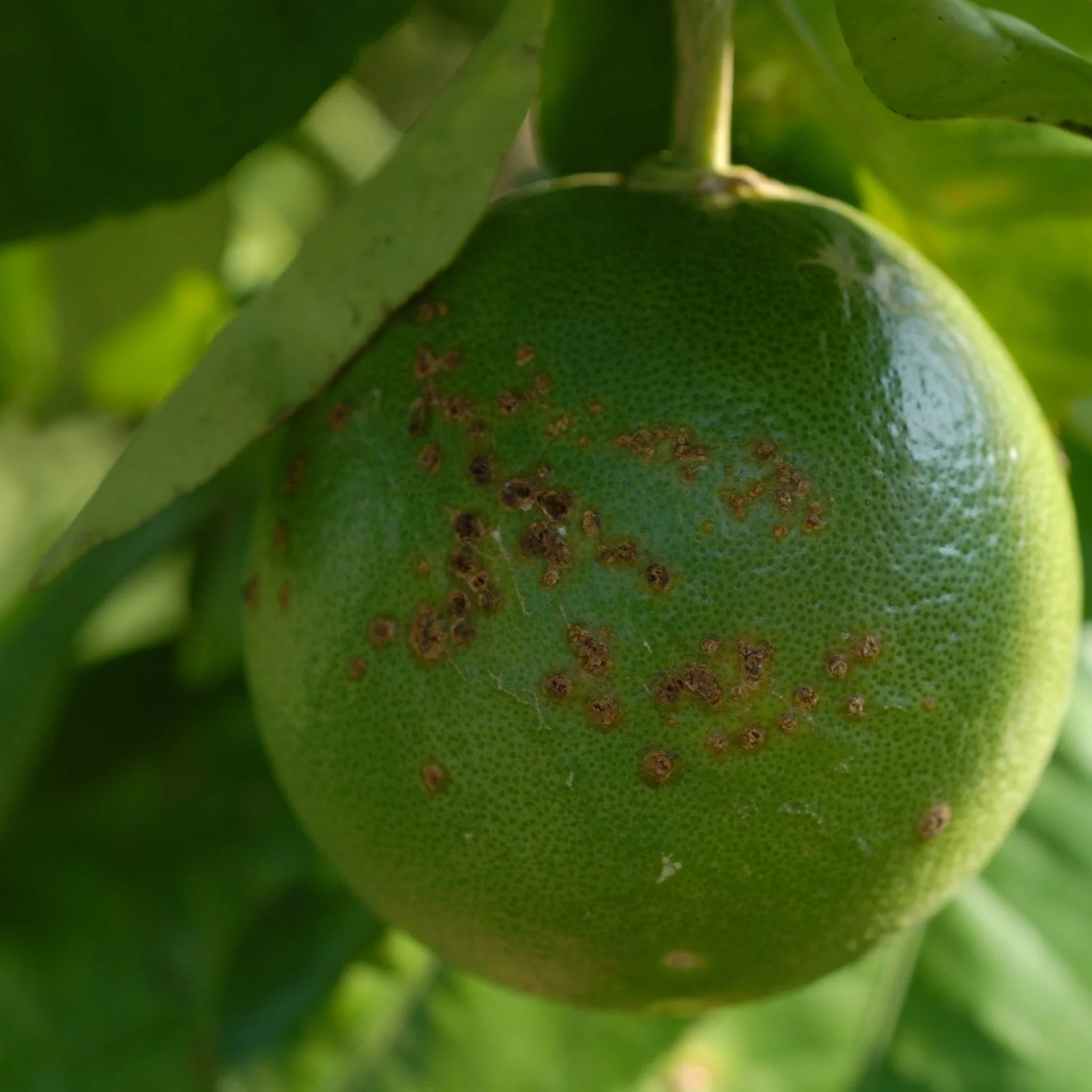 Invasive Plant Diseases Threatening Louisiana Specialty Crops