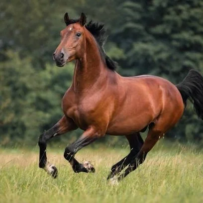 4 Arrested After Investigation Into Stolen Horses In Ascension Parish