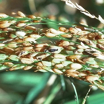 LSU &amp; Texas A&amp;M Scientists To Explore Solutions For Rice Kernel Smut