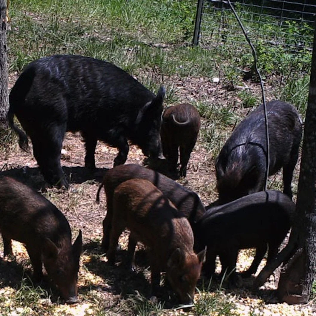 AR-LA-TX Feral Hog Damage Assessment Provides Deeper Understanding