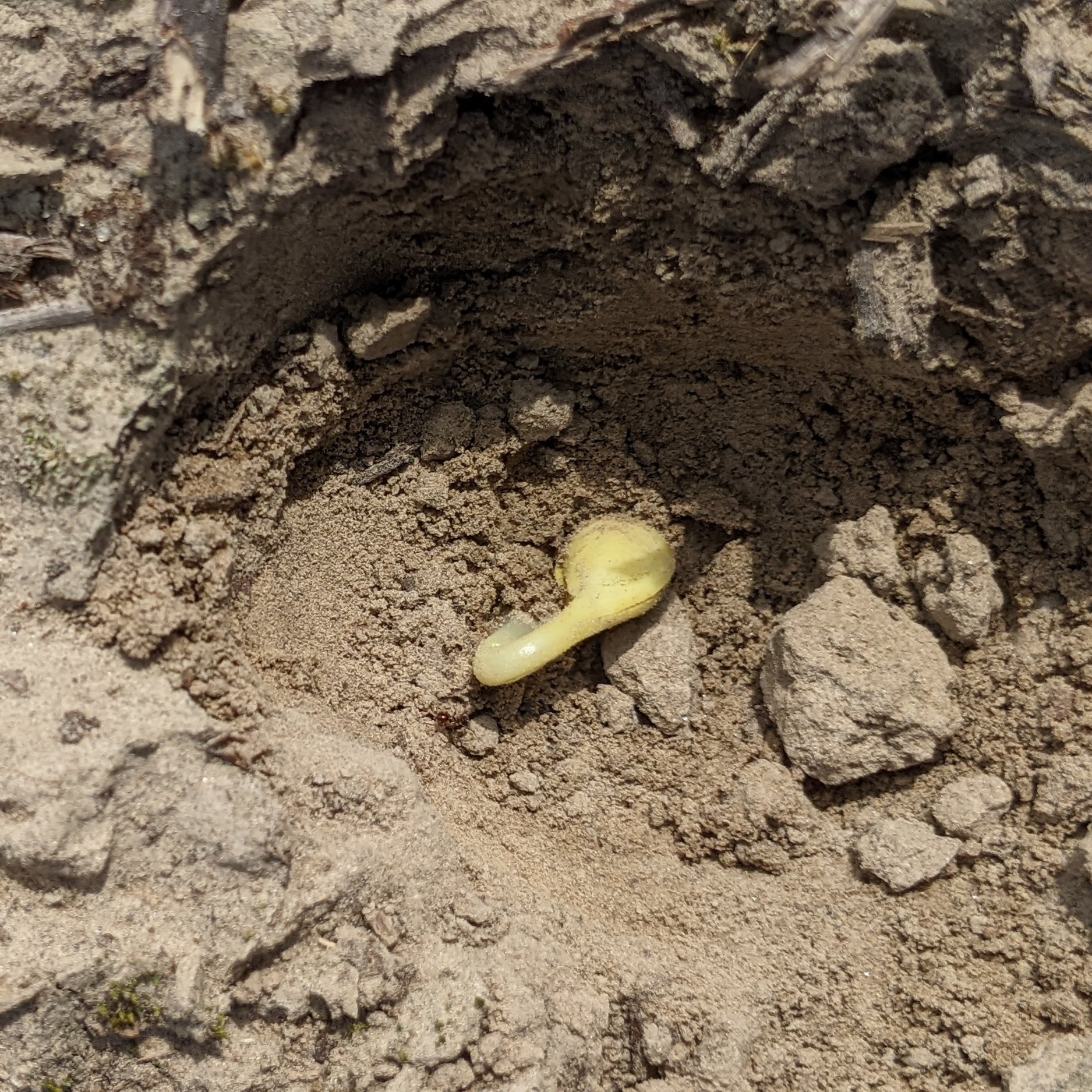 Evaluating Soybean Planting Dates In Louisiana