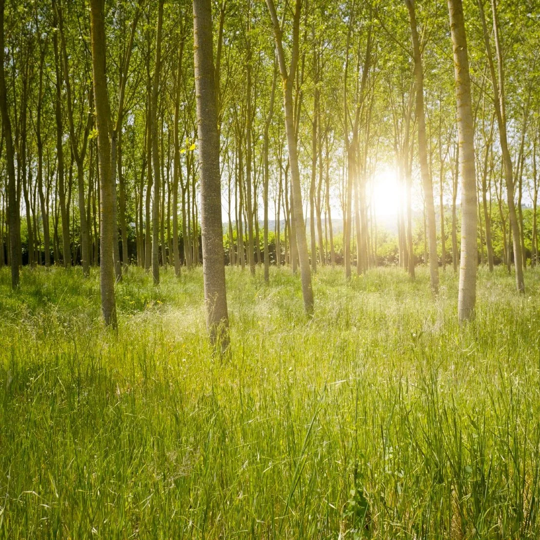 Forestry Forum Set For March 17 In Hammond