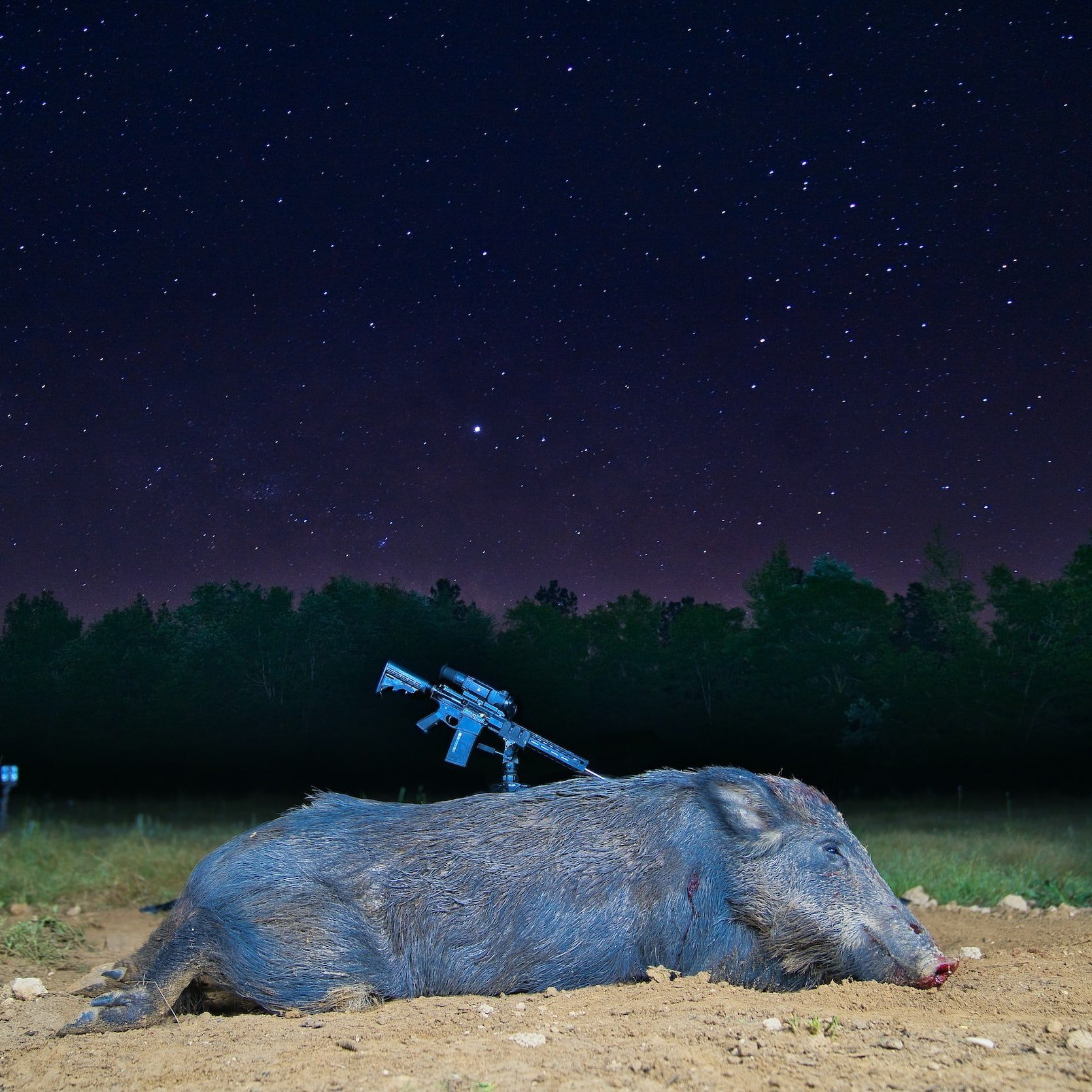 Feral Hogs at the Root of Farming Field Destruction