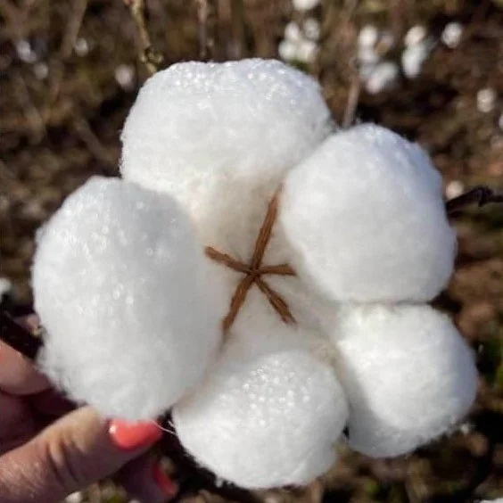 US Cotton Trust Protocol Enrollment Deadline March 31