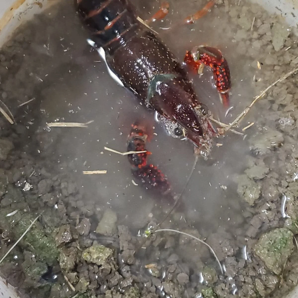 LSU Agriculture Tour Stops In Acadia Parish