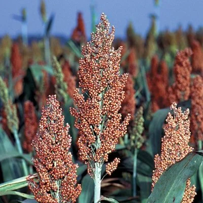 Grain Sorghum Hybrids For Grain In 2023