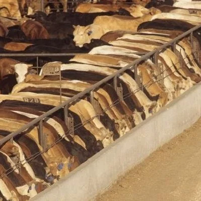 Beef Exports Set All-Time Record