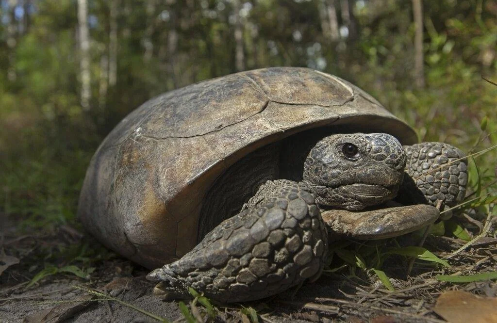 Endangered Status Sought for Gopher Tortoise in Four Southern States