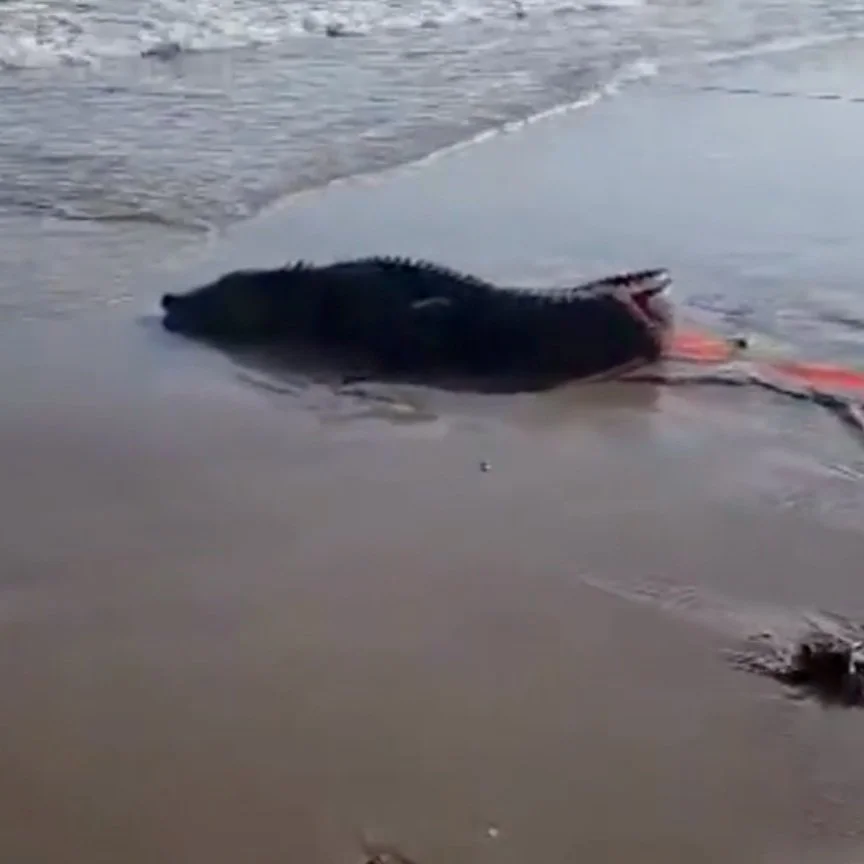 Beachgoers Relocate Alligator Stranded on Surf
