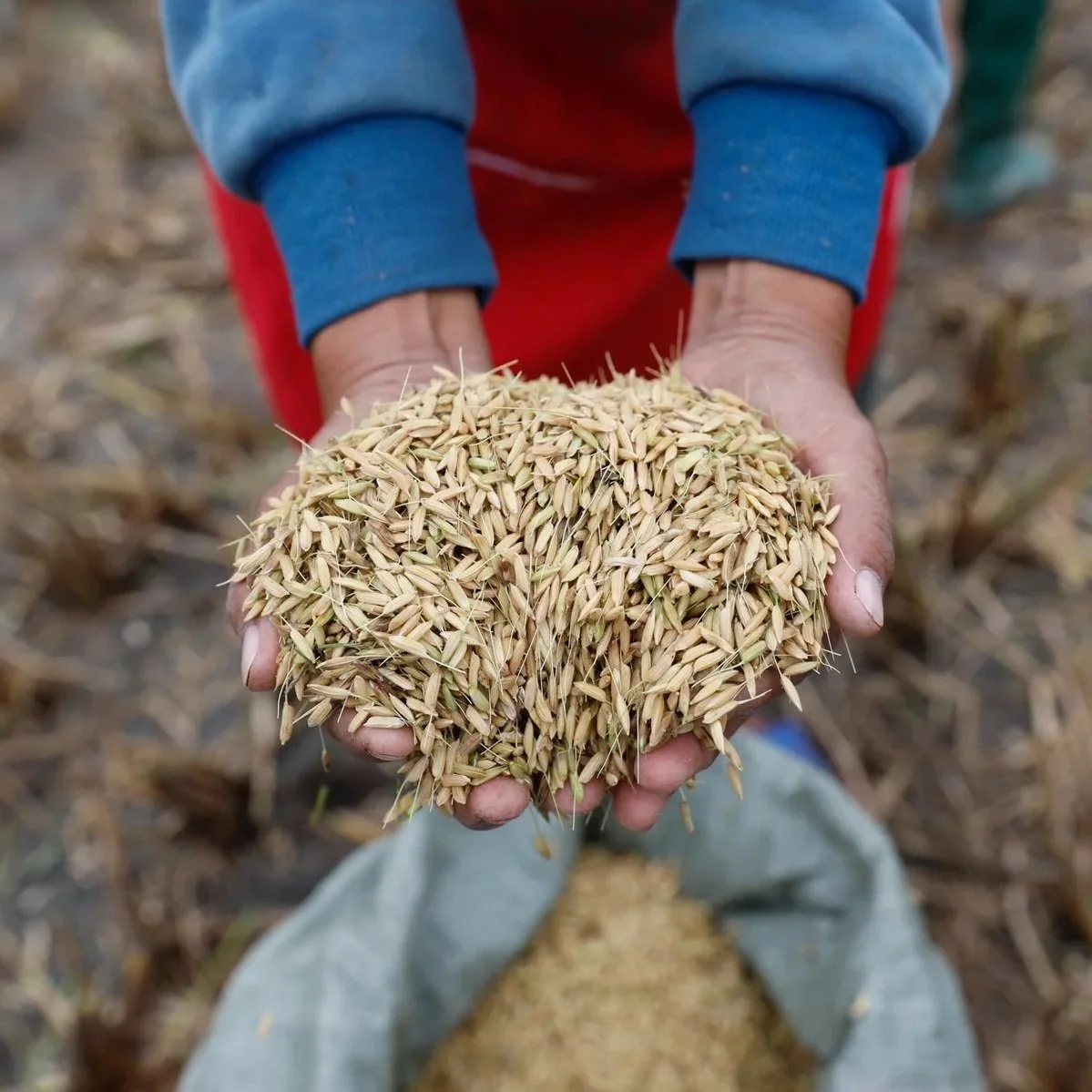 Perennial Rice: Plant Once, Harvest Again And Again