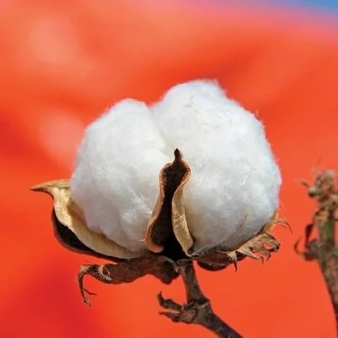 The Cotton Research And Promotion Program Makes The Grade