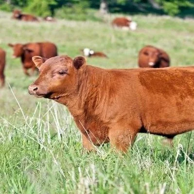 Biosecurity Measures on Farms: Here’s What It Means for Our Food