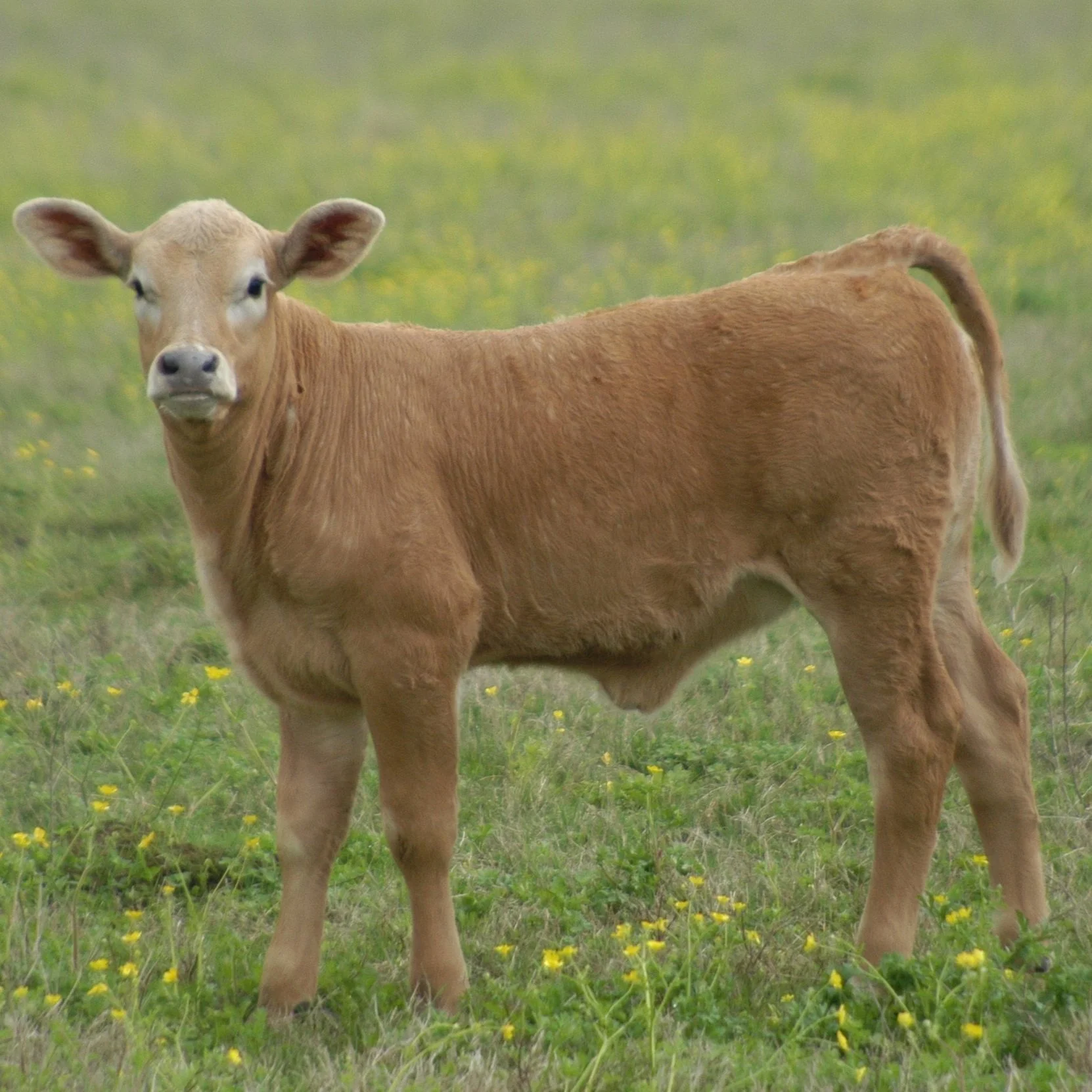 Northwest Beef, Forage Field Day Set For April 27