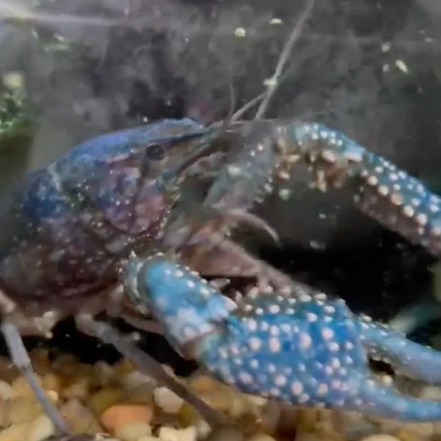 Rare Blue Crawfish Avoids The Boiling Pot
