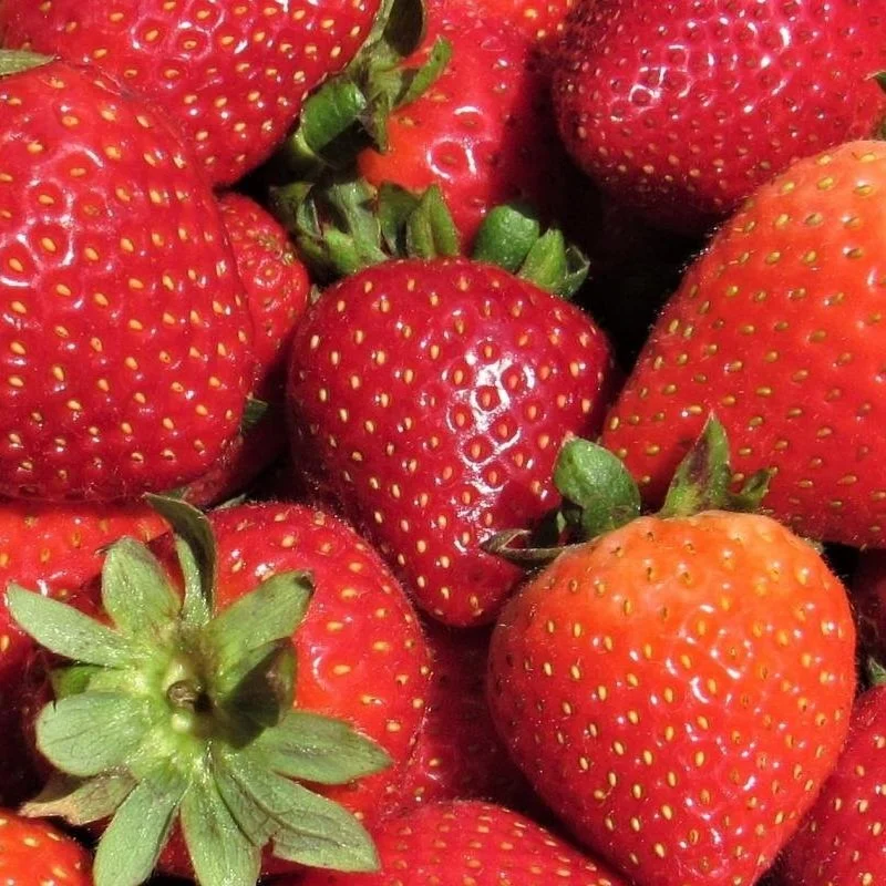 Strawberries Ripe &amp; Ready For The Taking