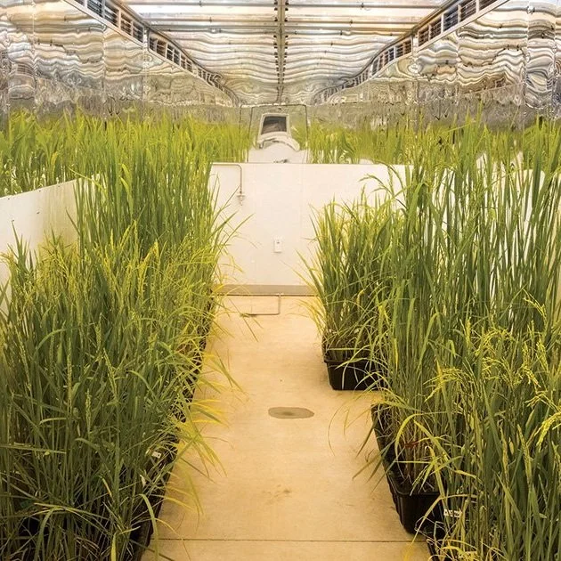 New Rice Genetics Research Focus of $10 Million USDA Grant