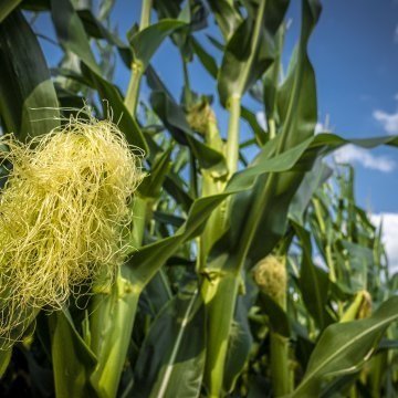 Corn Condition Rebounds to 55% Good/Excellent