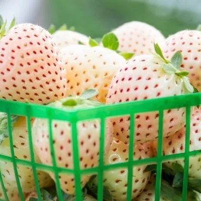 Southern Extension Offices Growing Crops, Research