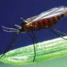 Crop Alert: Hessian Fly Infestations on Louisiana Wheat