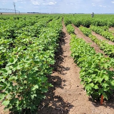 Unmanaged Nematode Damage Can Exceed 50%