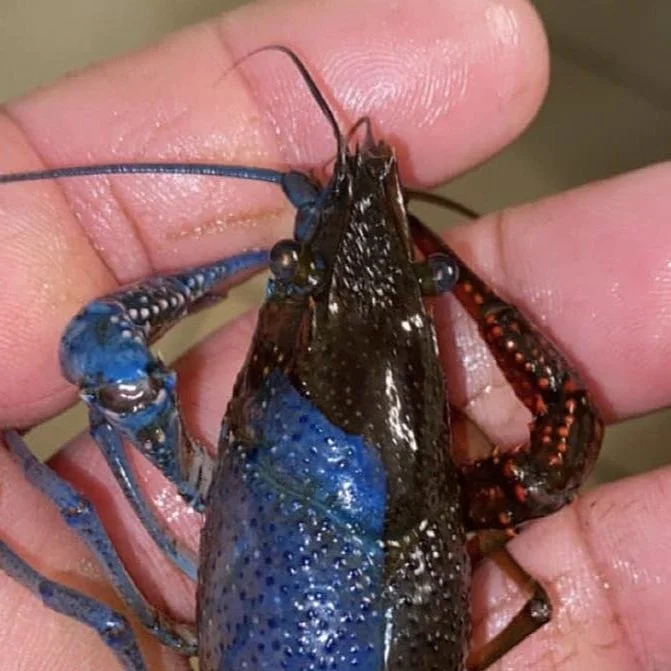 Man Catches Two Tone Colored Crawfish in Atchafalaya Basin
