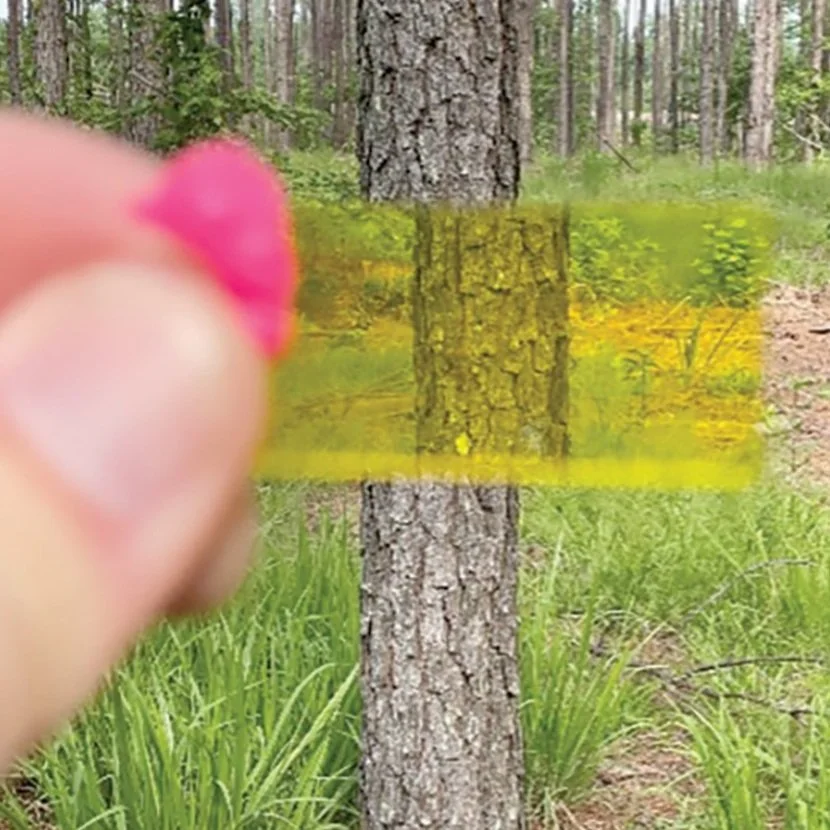 BA--What In The World Is Basal Area?