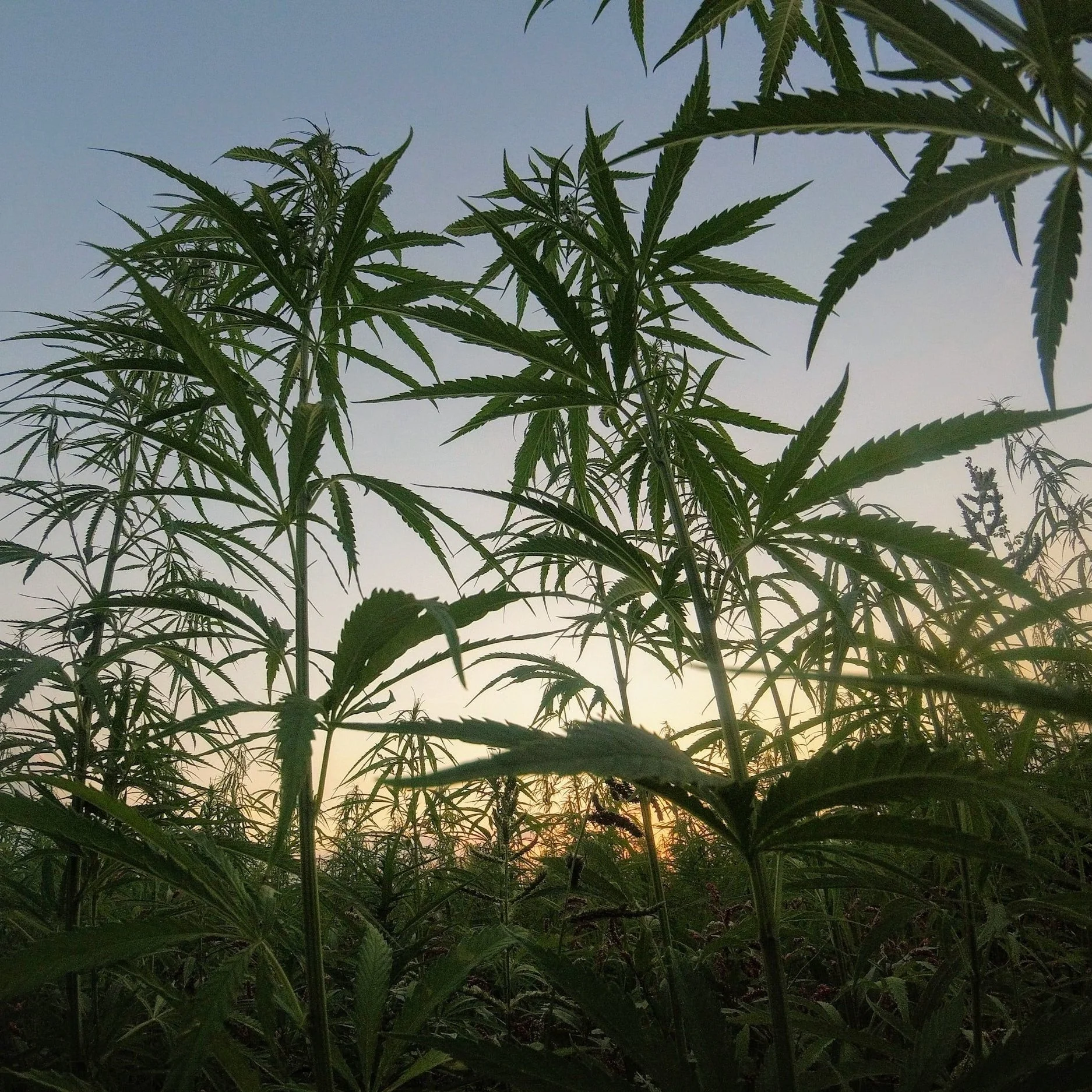 Hemp Industry Facing Potentially Major Changes
