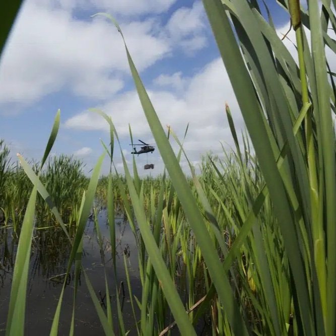 Airlift Brings Used Christmas Trees to Rehab Louisiana Marsh