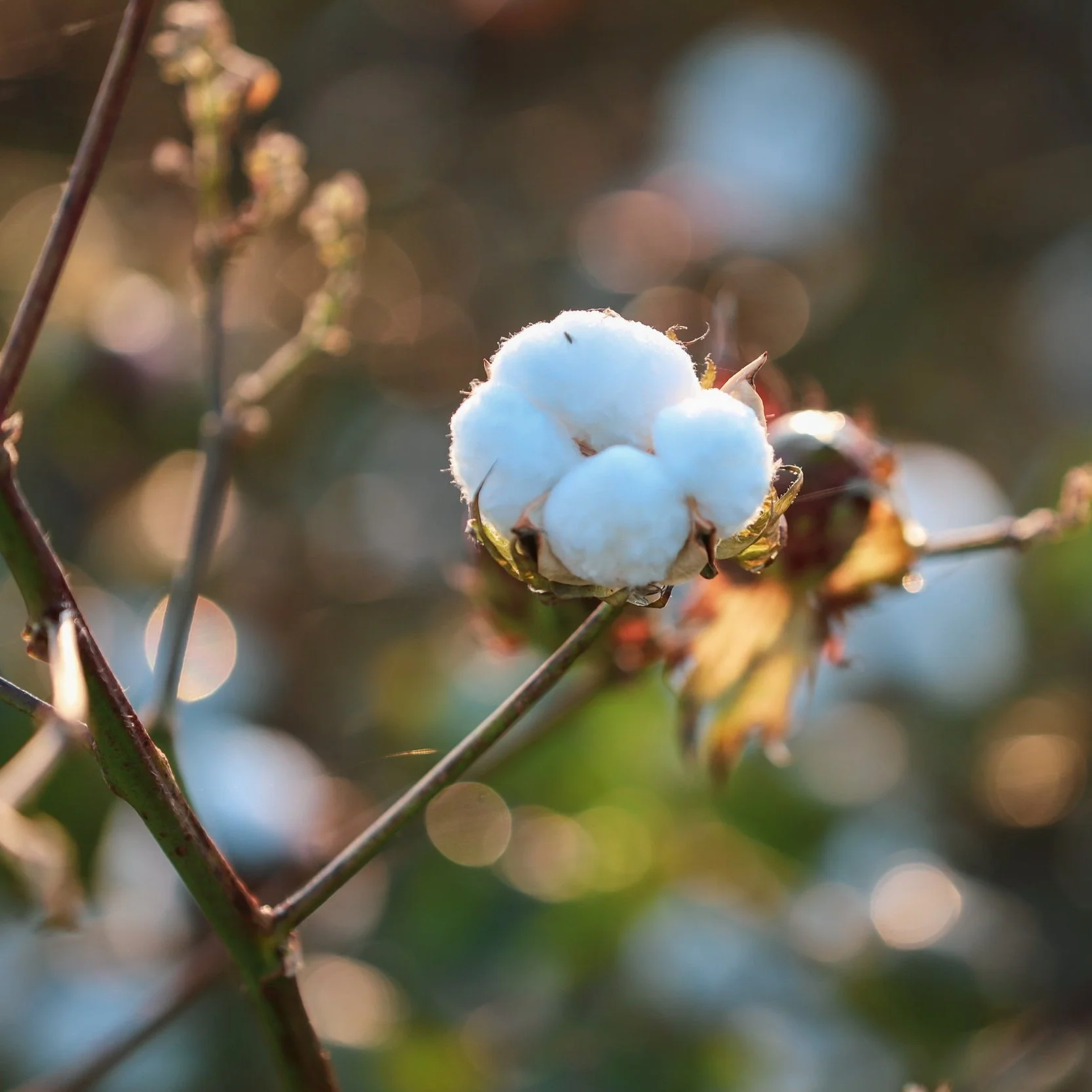 Cotton Trust Protocol Grower Enrollment Open