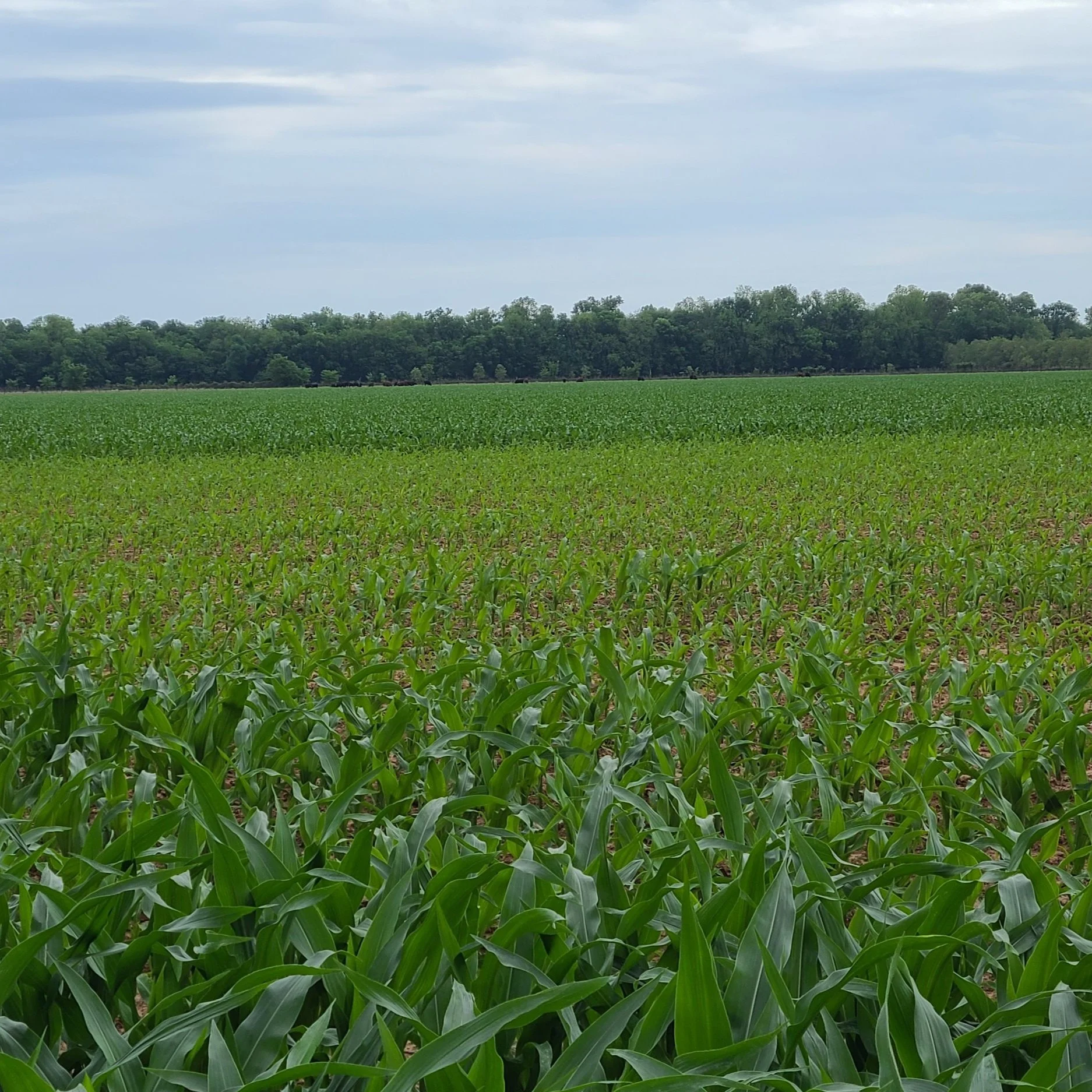 When Cold Springs Bring Hot Problems: Wireworm Infestation In Corn Prevalent This Year