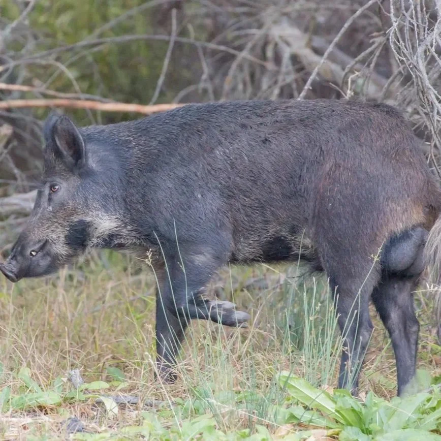 Louisiana Is Overrun With Feral Hogs, But Bounty For Pig Tails Isn't The Answer
