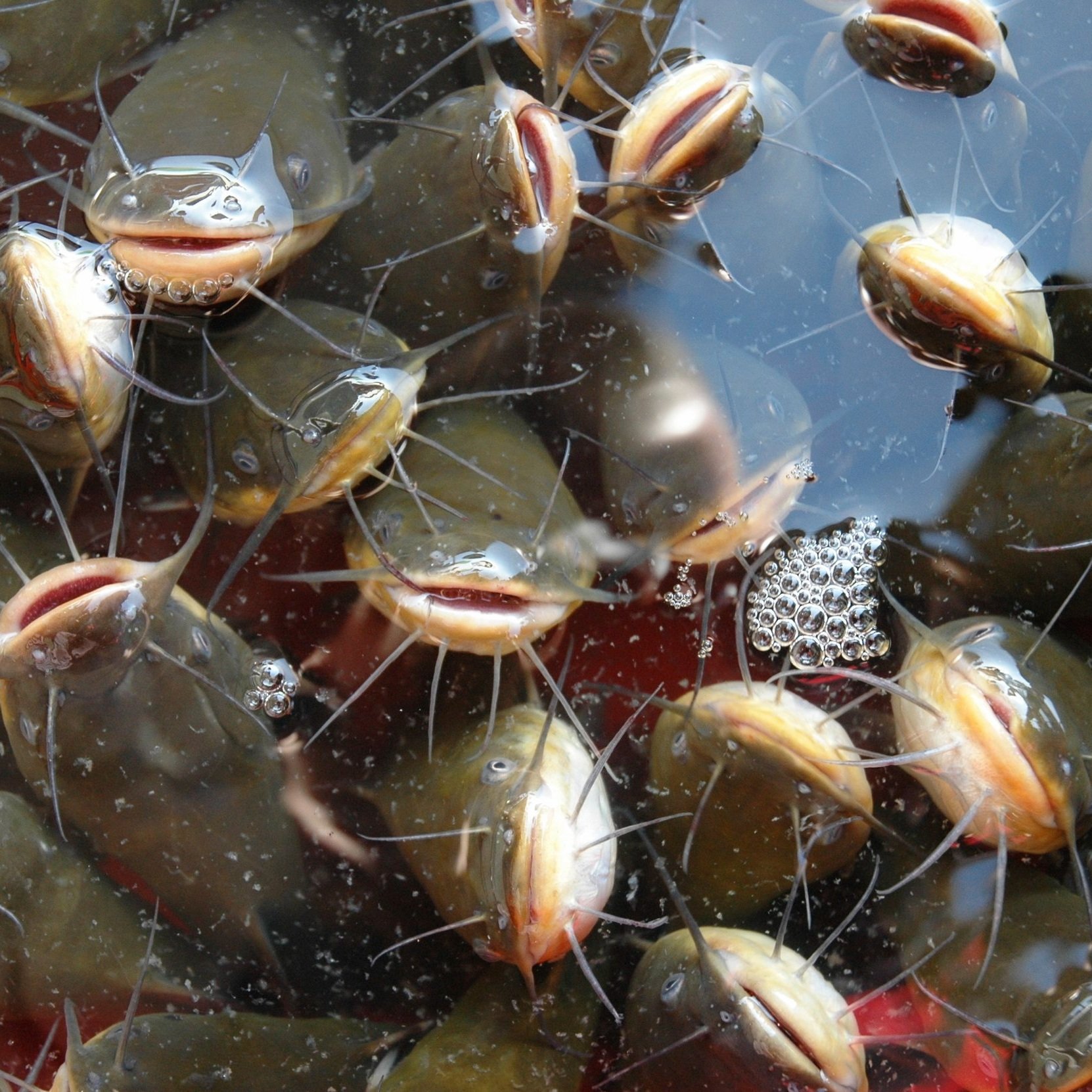 Wisner Preparing For Its 3rd Annual South Franklin Catfish Festival