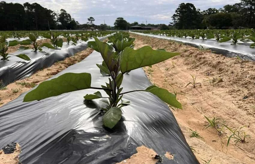 Louisiana Lawmakers Aim to Curb Farmland Purchases by Nation’s Enemies