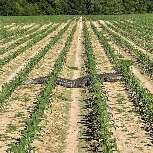 Farming In Louisiana Ain't For The Weak Kneed!