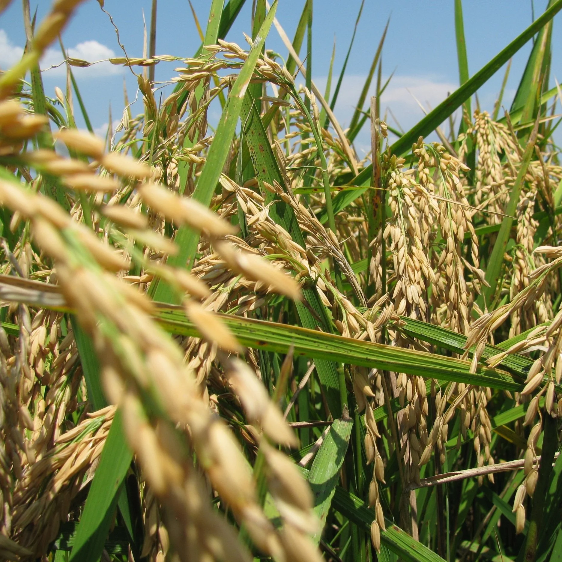 USDA Announces Rice Production Program Details 