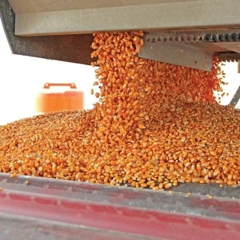 Louisiana Planting Update And The Potential Pest of 2023