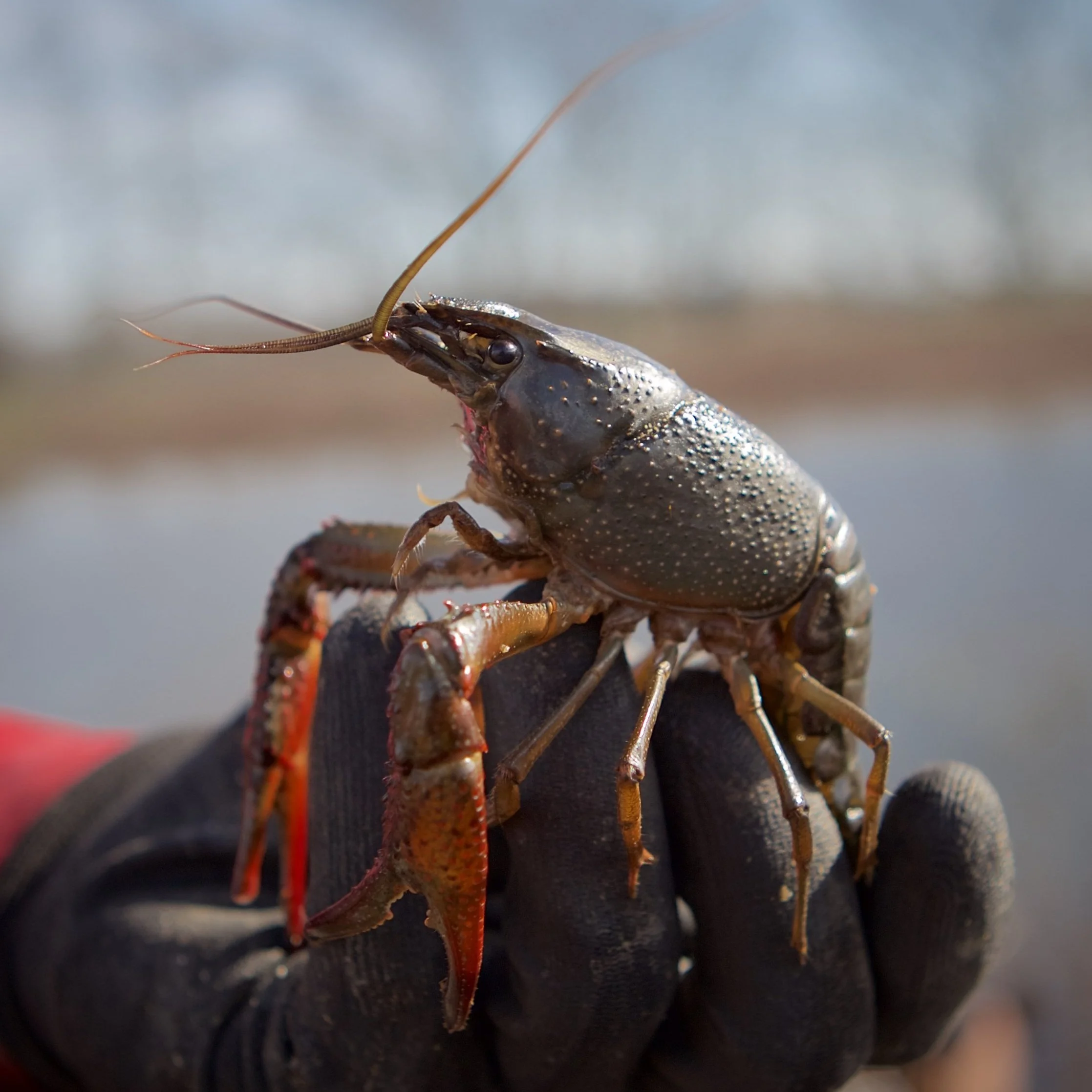 Louisiana Crawfish Producers Suffering From Low Prices
