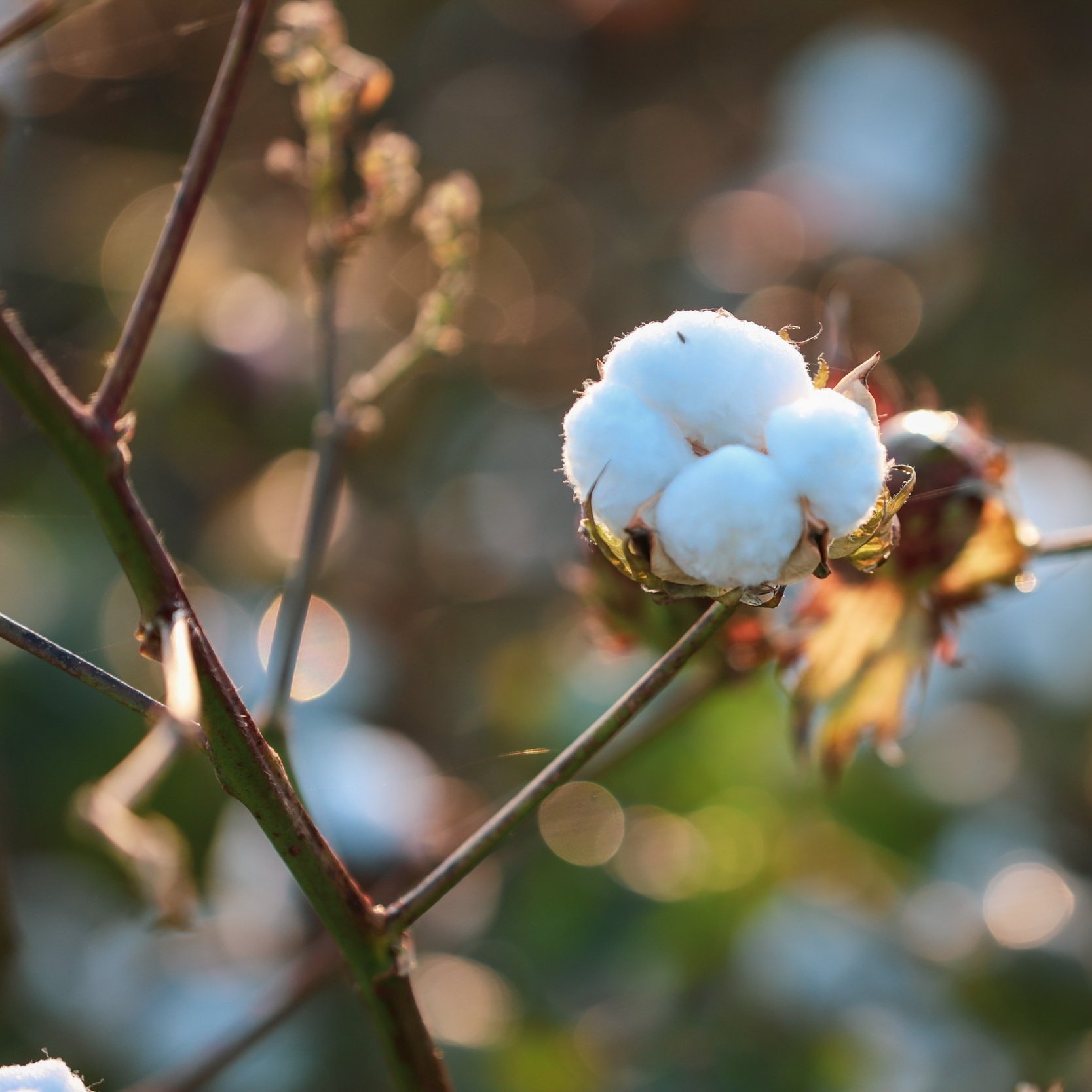 USDA Seeks Nominees For The Cotton Board