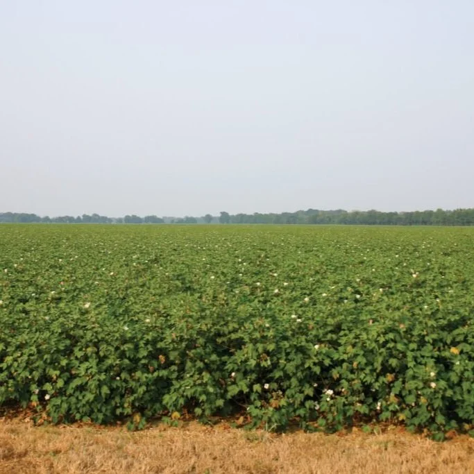 Addressing Early Season Cotton Pests