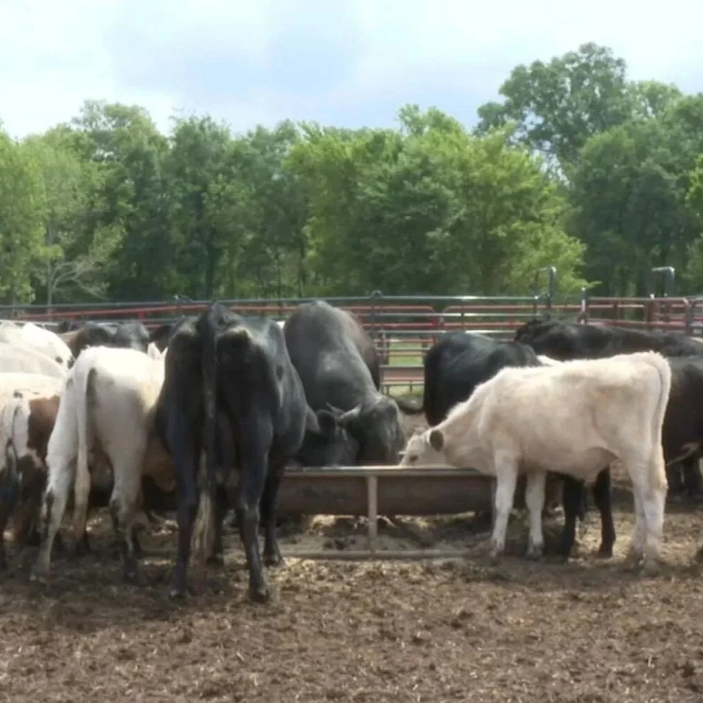 New FDA Guideline will Affect Local Livestock Farmers