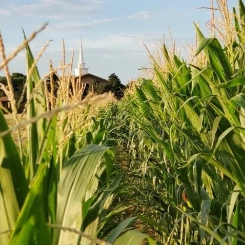 Syngenta’s New Corn Herbicide Storen Gets EPA Registration