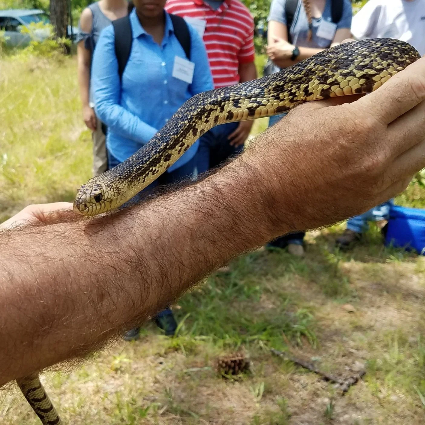 Memphis 'Snake Factory' Transplants Slither Into Their New Home In Louisiana