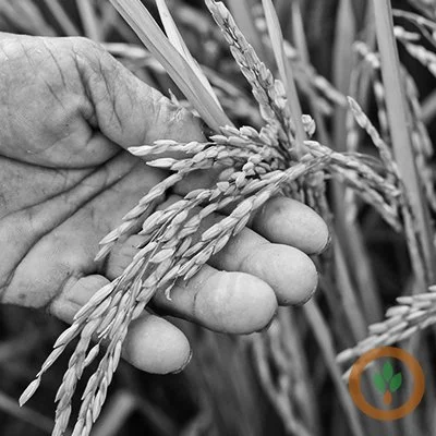 Rice Growers Suffering from Lack of Trade Action