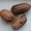 Pecan Bill Is One Step Closer To Governor Edwards' Desk