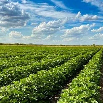 Louisiana Cotton Acreage Expected To Shrink