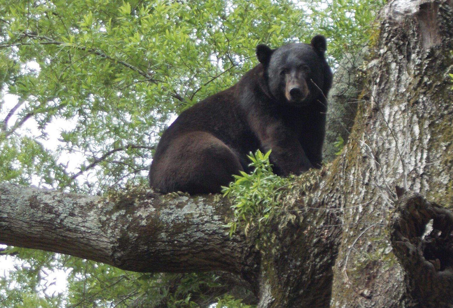 Meetings Seeking Public Input on Proposed Black Bear Season in Louisiana