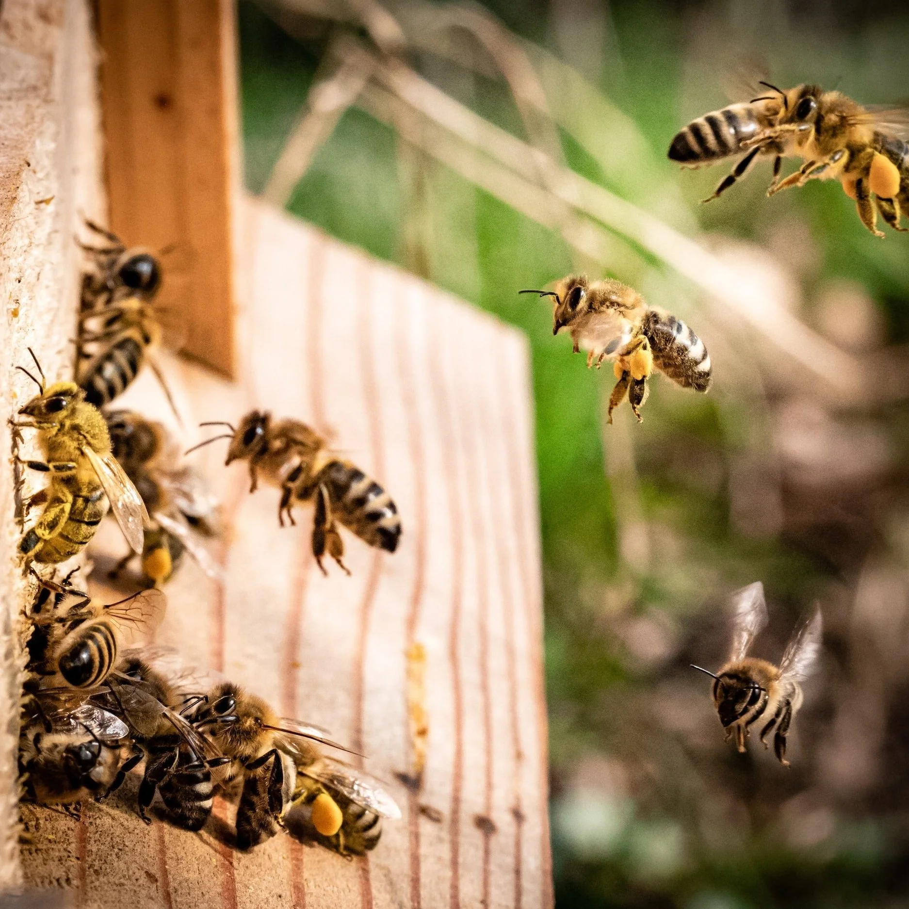 Family Able to Move Back into Home After Honeybee Takeover