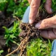Cargill Expands Regenerative Agriculture Program to Europe