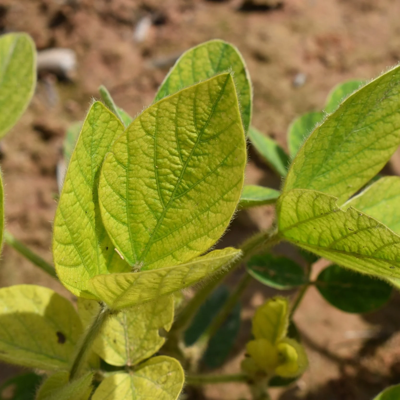Soybean Field Investigation: Why Are My Soybeans Yellowing?