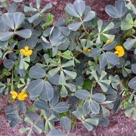 Common Weed Problems Ranked By State Specialists